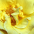 Žuta - Grmolike ruže - Skóciai Szent Margit